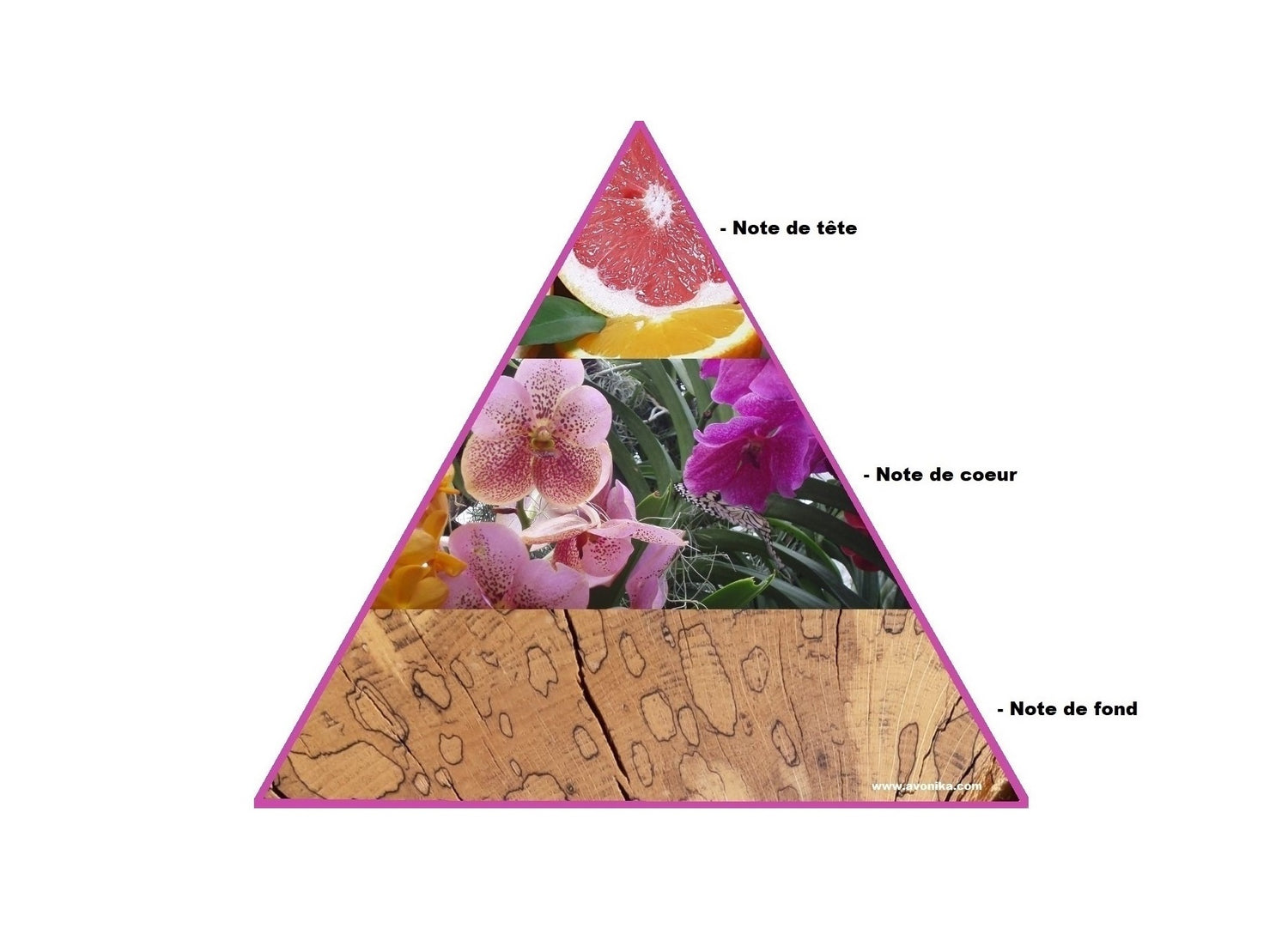 Pyramide olfactive