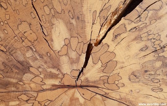 Parfum boisé - IVONIKA