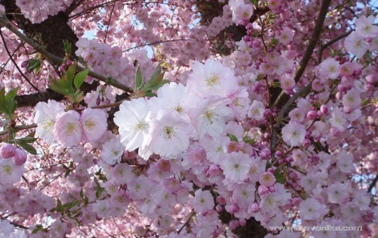 Parfum floral - IVONIKA