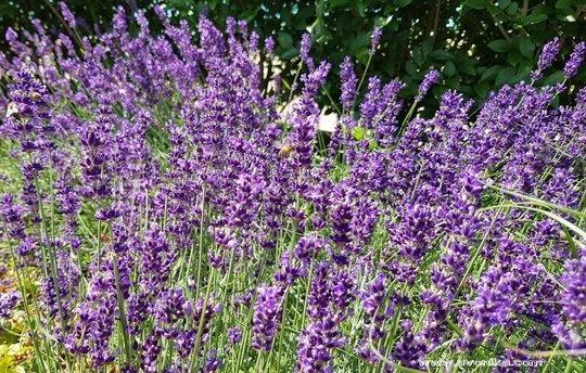 Parfum fougère - IVONIKA