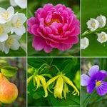 Notes olfactives de coeur