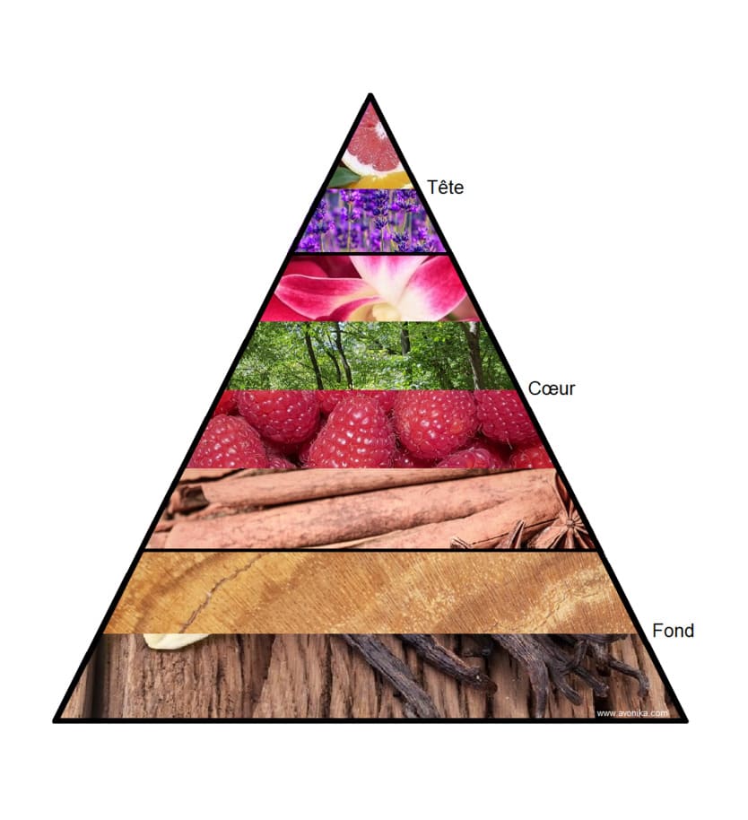 Pyramide Olfactive